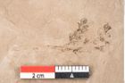 Foto (Detailansicht) von Taxodium distichum miocenicum Heer (NHMW-GEO-2024-0188-6401)